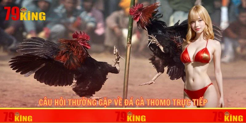 Câu hỏi thường gặp về đá gà Thomo trực tiếp