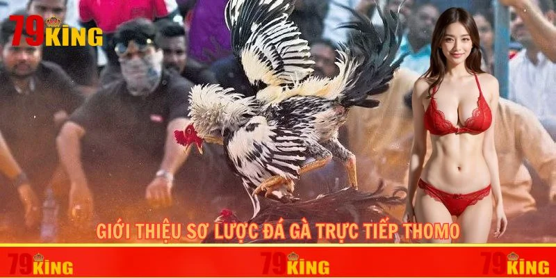Giới thiệu sơ lược đá gà trực tiếp Thomo